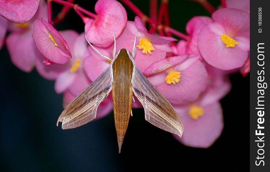 A streamlined Hawk moth, it is a night-flying moth that can be found at flowers. A streamlined Hawk moth, it is a night-flying moth that can be found at flowers.