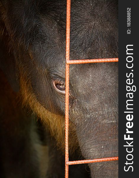 A baby Asian Elephant behind steel bars. A baby Asian Elephant behind steel bars