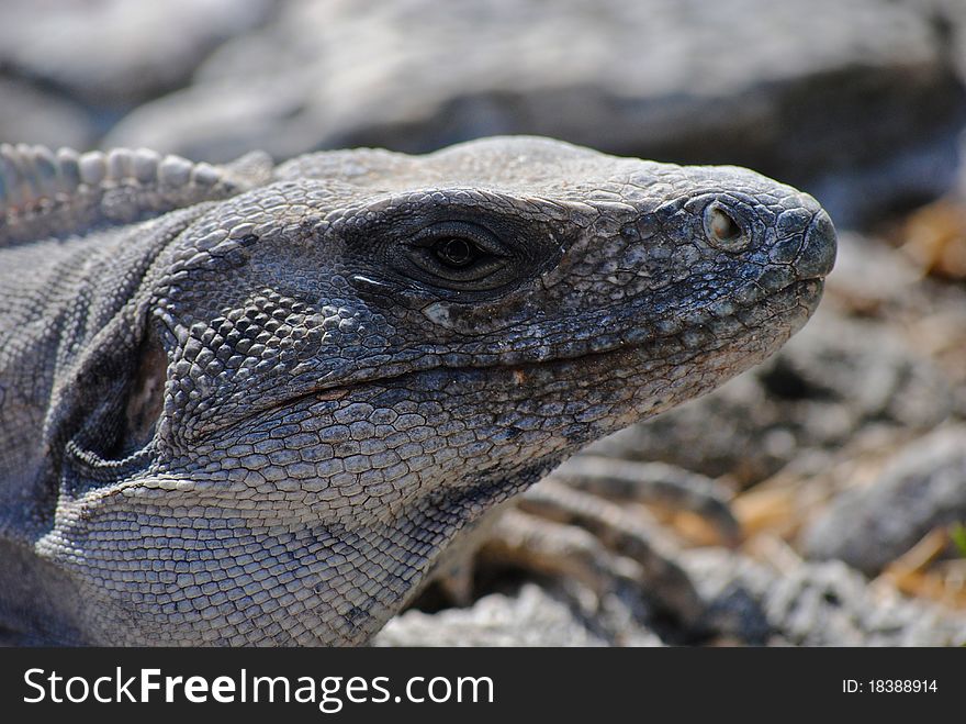 Closeup of an iguana's head with a rocky background. Closeup of an iguana's head with a rocky background.