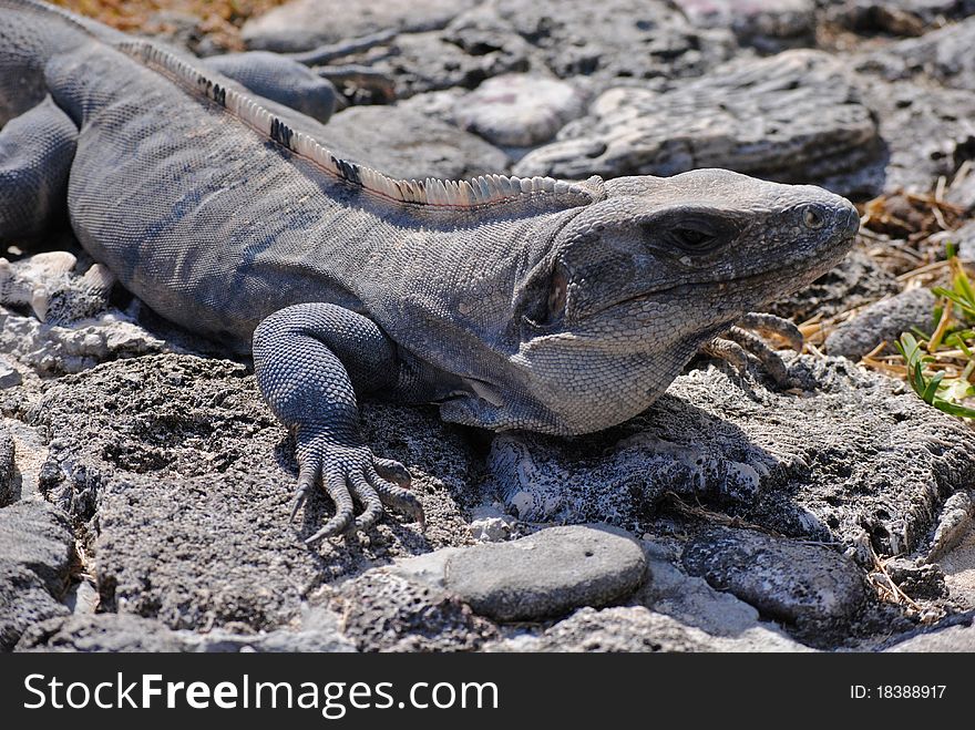 An iguana on the rocks.