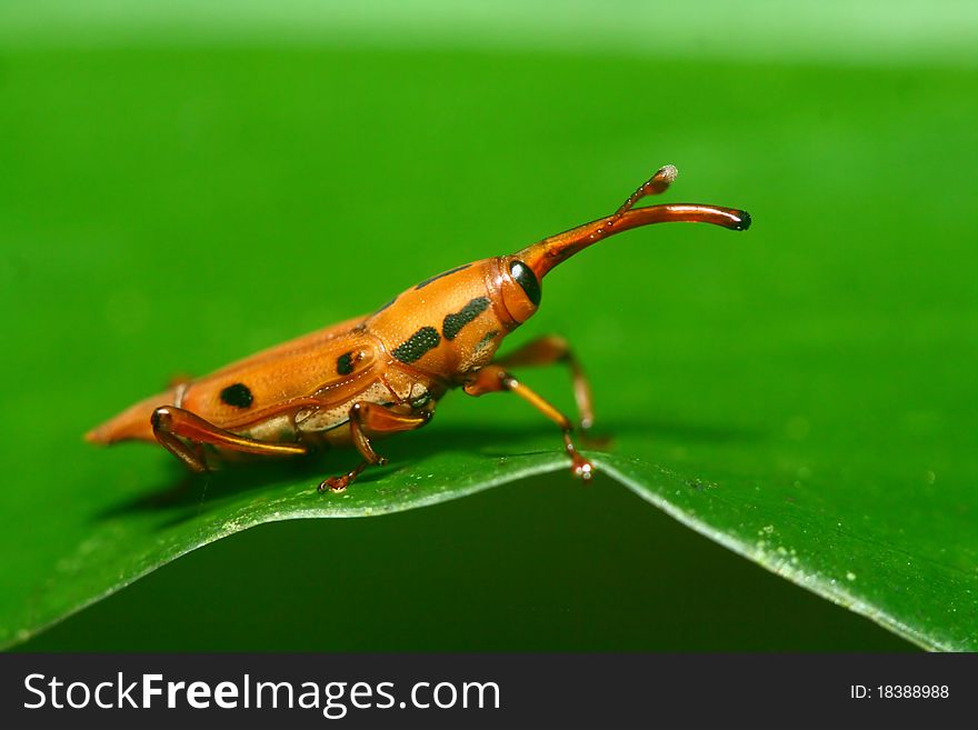 Red Weevil over a green leaf