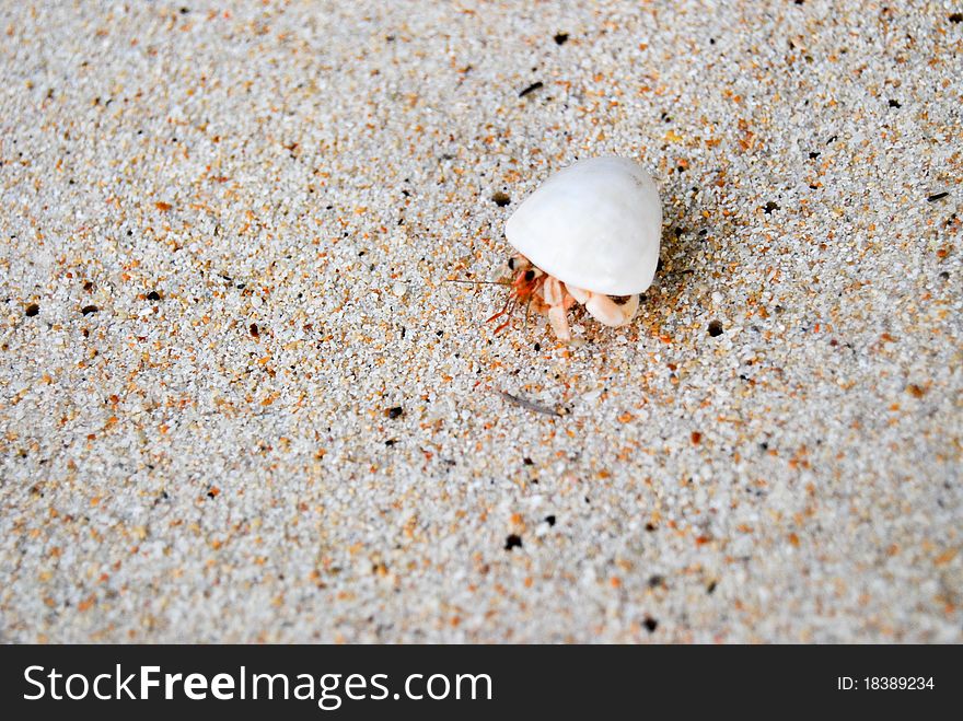 Hermit crab walking on the beach.