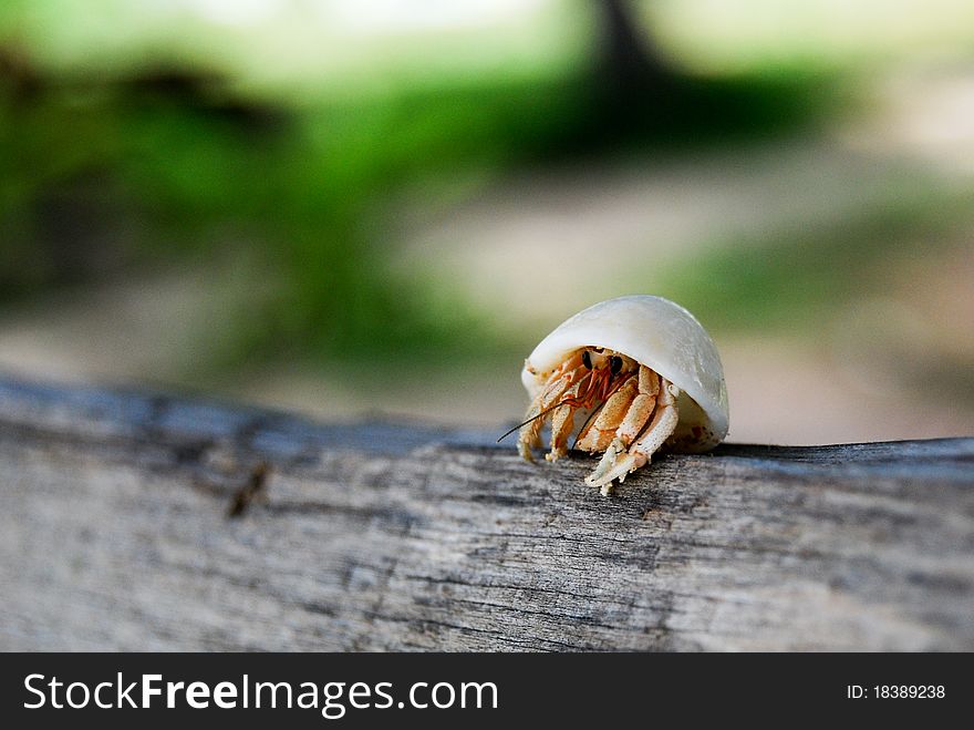 Hermit crab walking on the wooden table. Hermit crab walking on the wooden table.