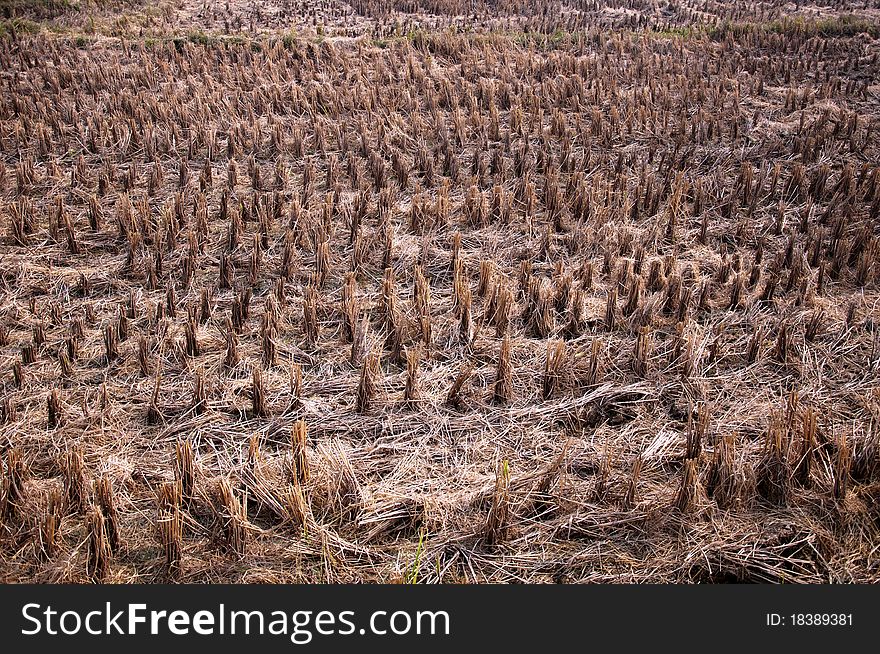 Rice fields after harvest,agriculture