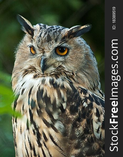 Owl closeup on a soft background