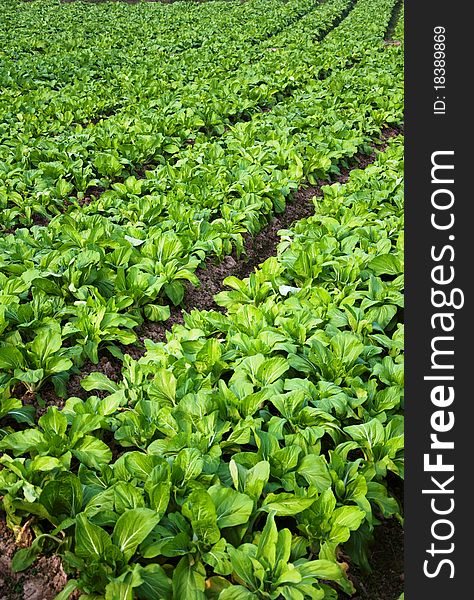 Vegetable plot,Green garden suburb