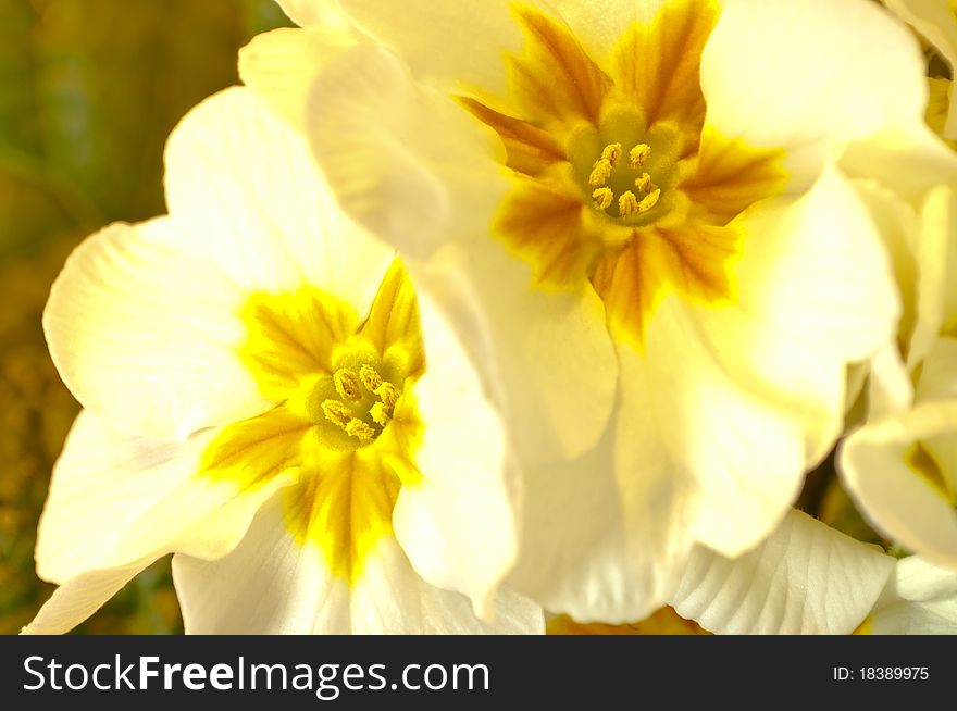 Primrose Primula Flower