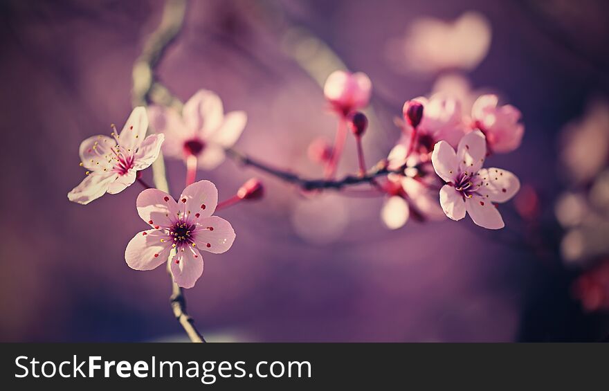Spring - Springtime. Japanese cherry Sakura. Beautifully blooming colorful tree in nature. Background with sunrays.