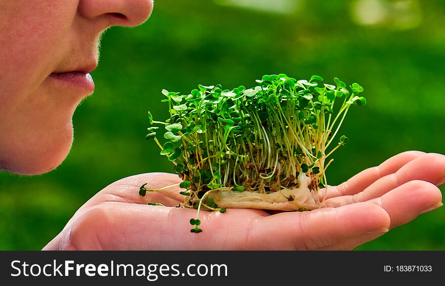 Tiny micro-green bush in woman`s hands , closeup