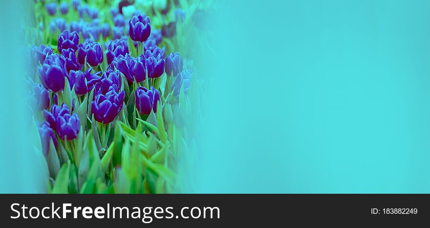 Banner Mock Up Pink Tulip Toned Blue. Group Of Colorful Flowers.. Soft Selective Focus