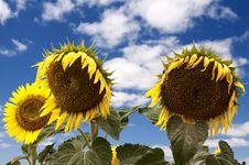 Sunflowers Stock Images Sunflowers Stock Images