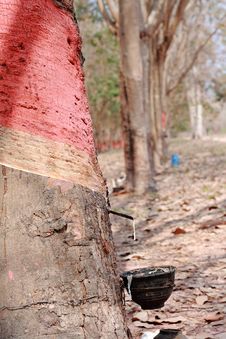 Tapping Rubber Latex 1 Royalty Free Stock Photos Tapping Rubber Latex 1 Royalty Free Stock Photos