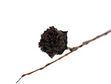 Dry Flower Stock Photos Dry Flower Stock Photos