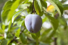Plum Stock Photo Plum Stock Photo