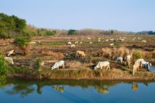 Cattle Herd Royalty Free Stock Photography Cattle Herd Royalty Free Stock Photography