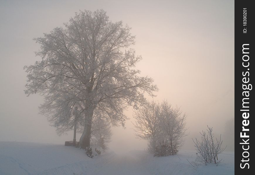 Winter landscape on a misty morning. Winter landscape on a misty morning