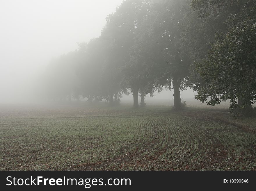 Alley and field in the mist in autumn