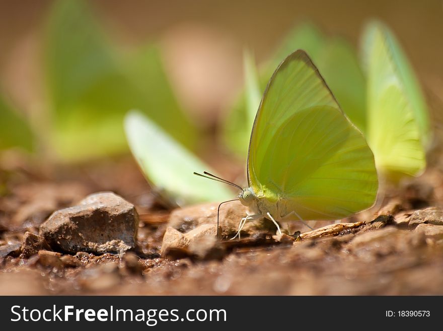 The butterfly, yellow and brown.