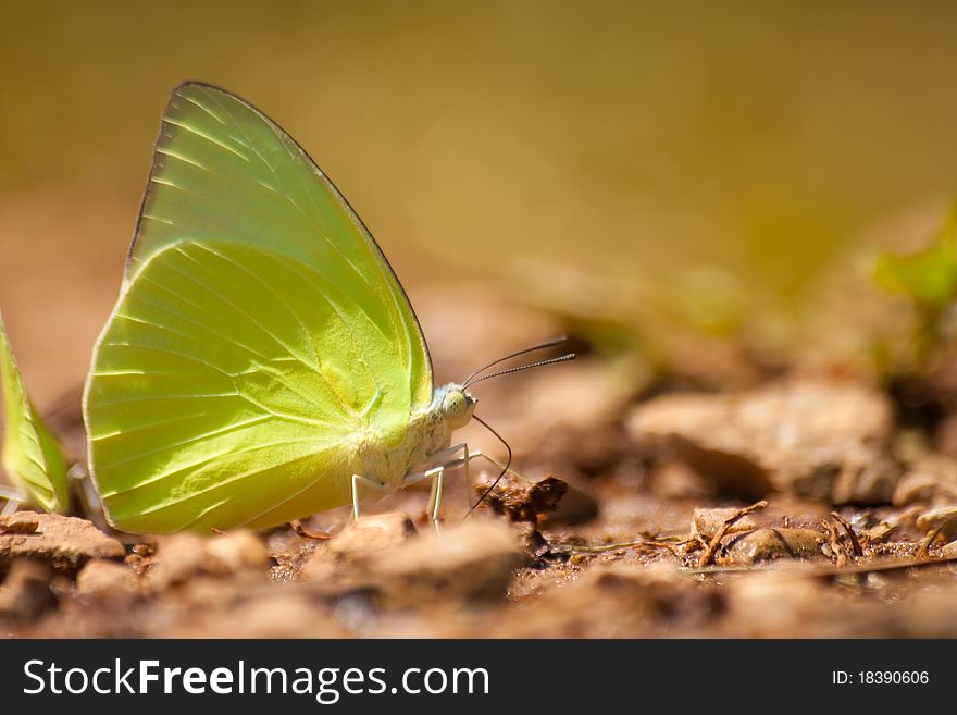 The butterfly, yellow and brown.