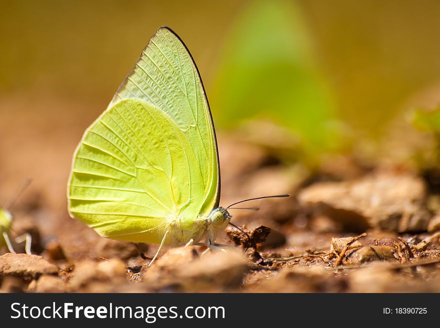 The butterfly, yellow and brown.