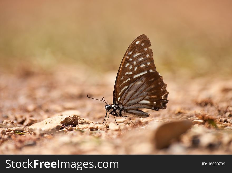 The butterfly, yellow and brown.