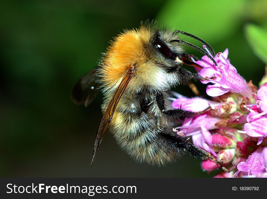Bumble bee harvesting nectar on purple flower