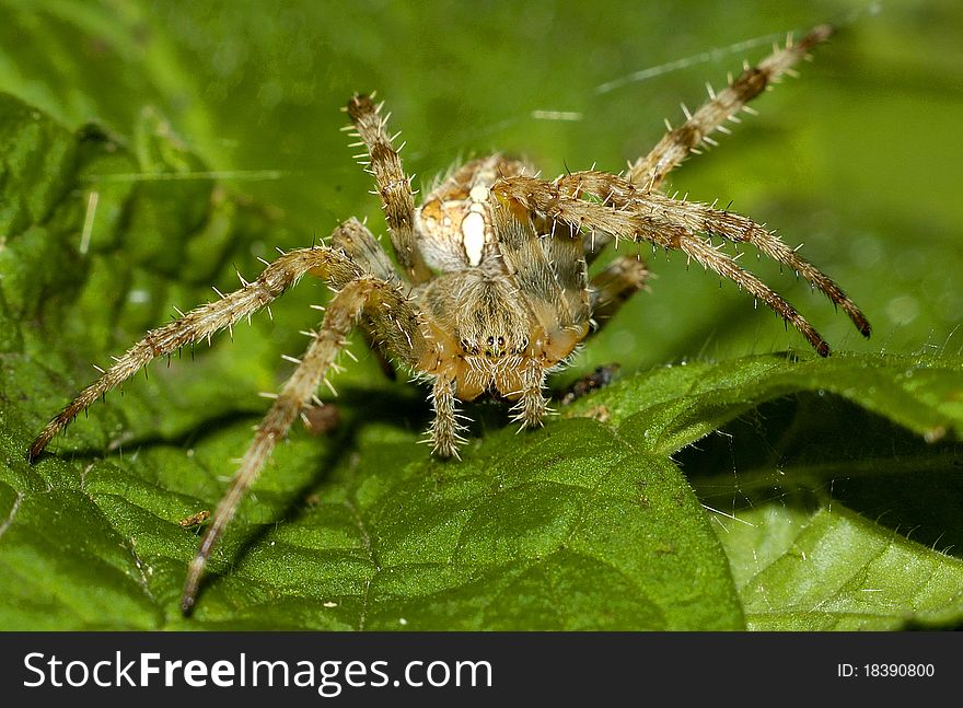 Common garden spider - cross spider on green leaf