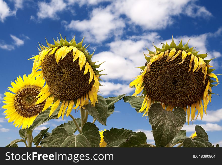 Amazing image full of color of a few sunflowers with a blue intense sky