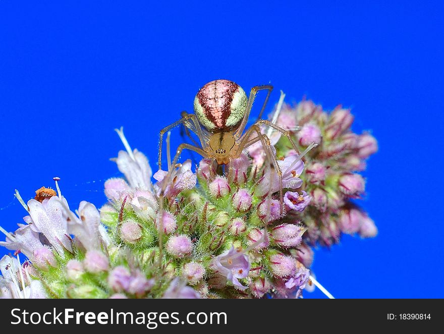 Comb footed spider on blue background