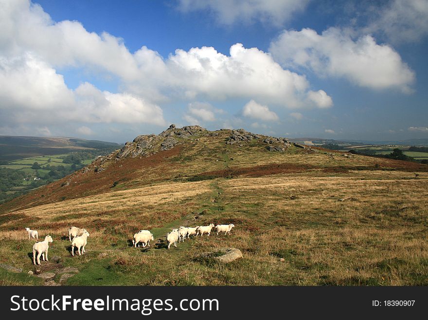 Sheep grazing on Chinkwell Tor, Dartmoor, Devon. Sheep grazing on Chinkwell Tor, Dartmoor, Devon