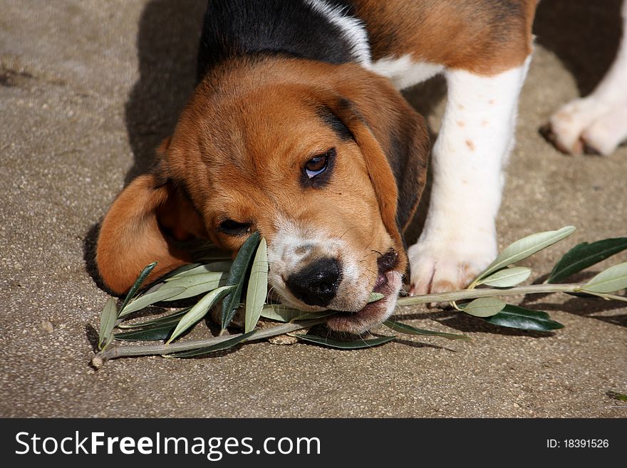 Close-up of a puppy beagle dog.