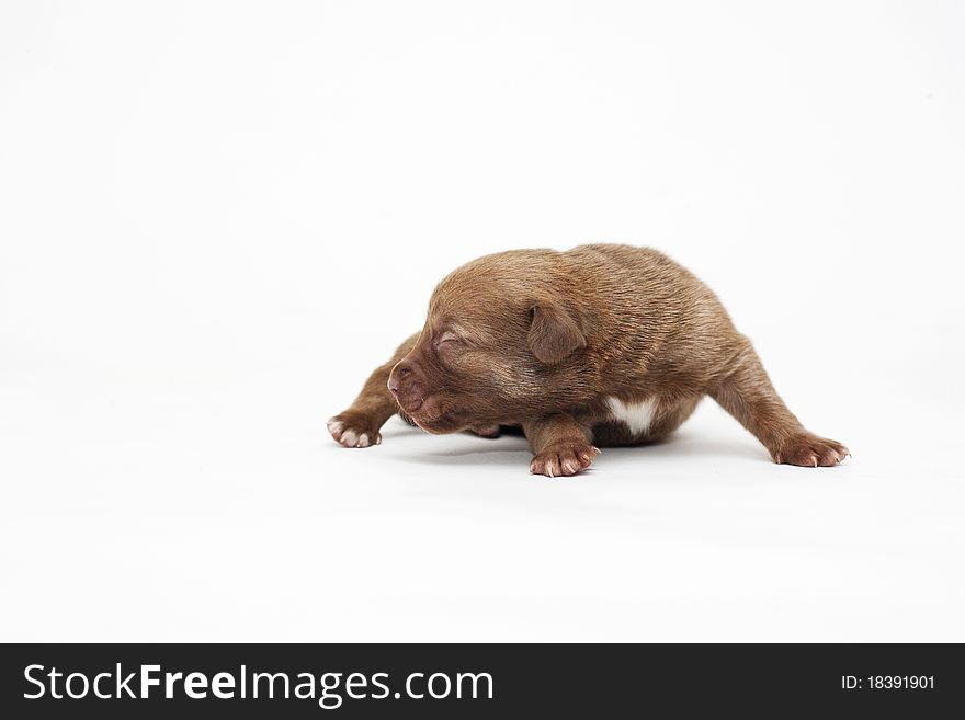 Dog puppy brown isolated on white in studio