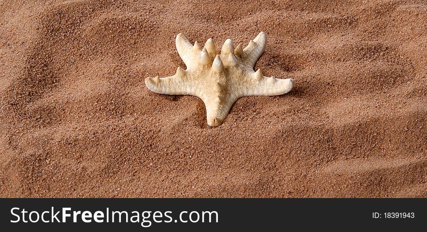 A large starfish on the sand, closeup