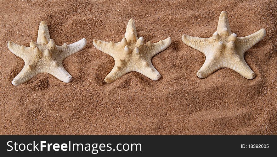 Three large starfish on the sand, closeup