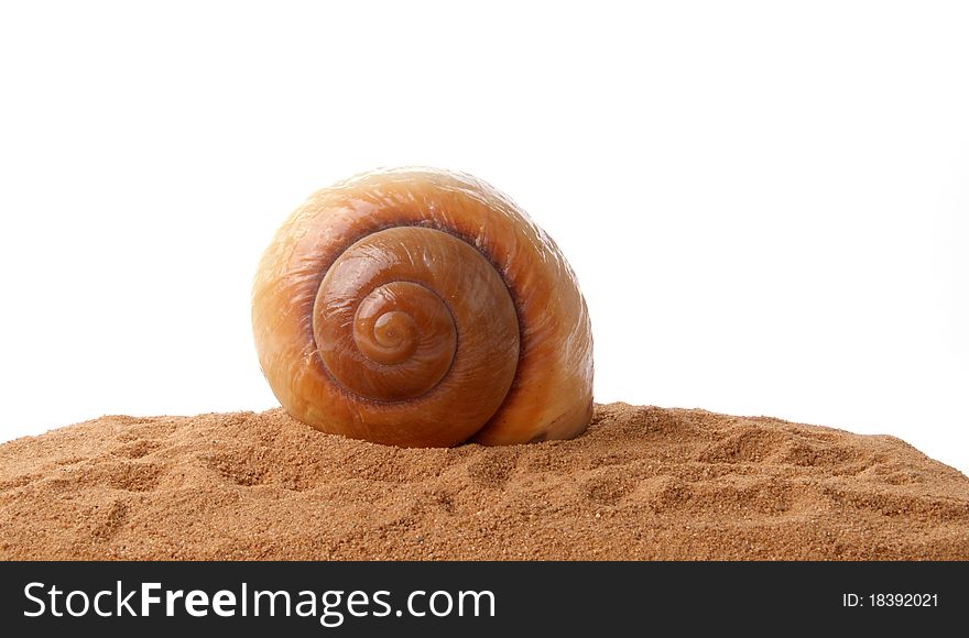 Seashell On The Sand