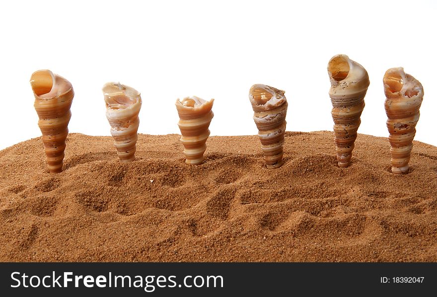 Number of seashells on the sand, closeup, isolated on white background