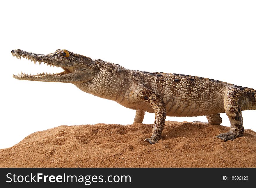 Crocodile isolated on a white background