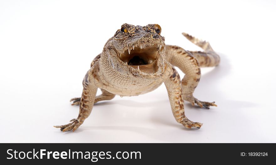 Crocodile isolated on a white background