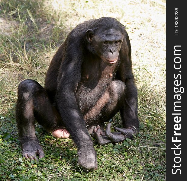 Adult female Bonobo sitting in the grass. Adult female Bonobo sitting in the grass.