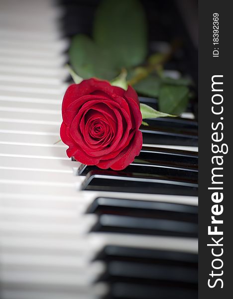Red rose on piano keyboard. Red rose on piano keyboard