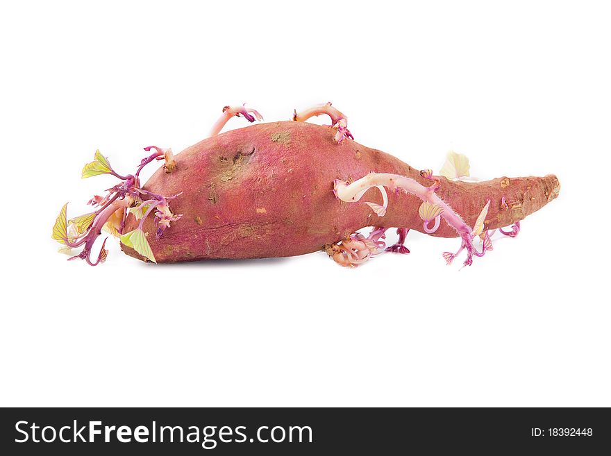 Germinated pink potato isolated on white background