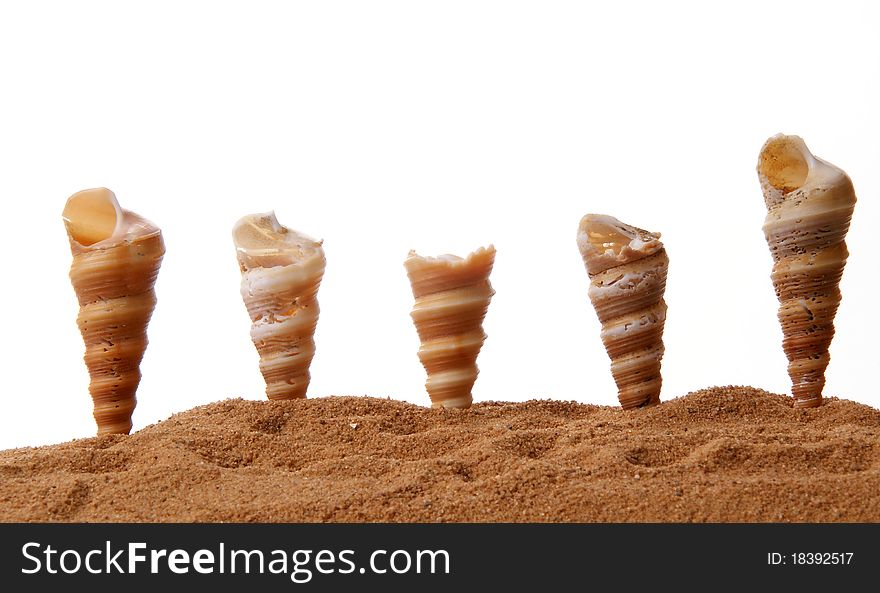 Number of seashells on the sand, closeup, isolated on white background