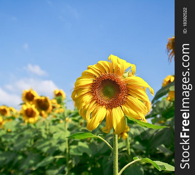 Beautiful sunflower with green leaves,clear nature