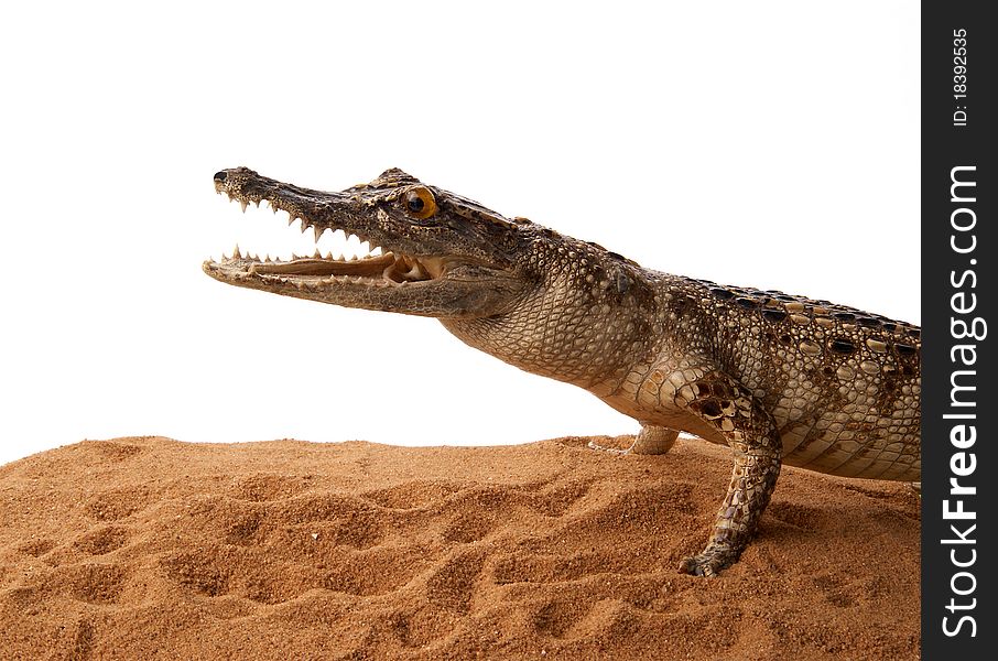 Crocodile on the Sand, isolated on a white background