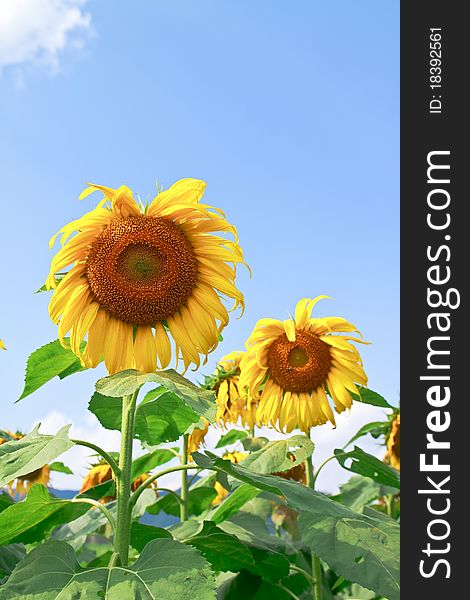 Beautiful sunflower with green leaves,clear nature