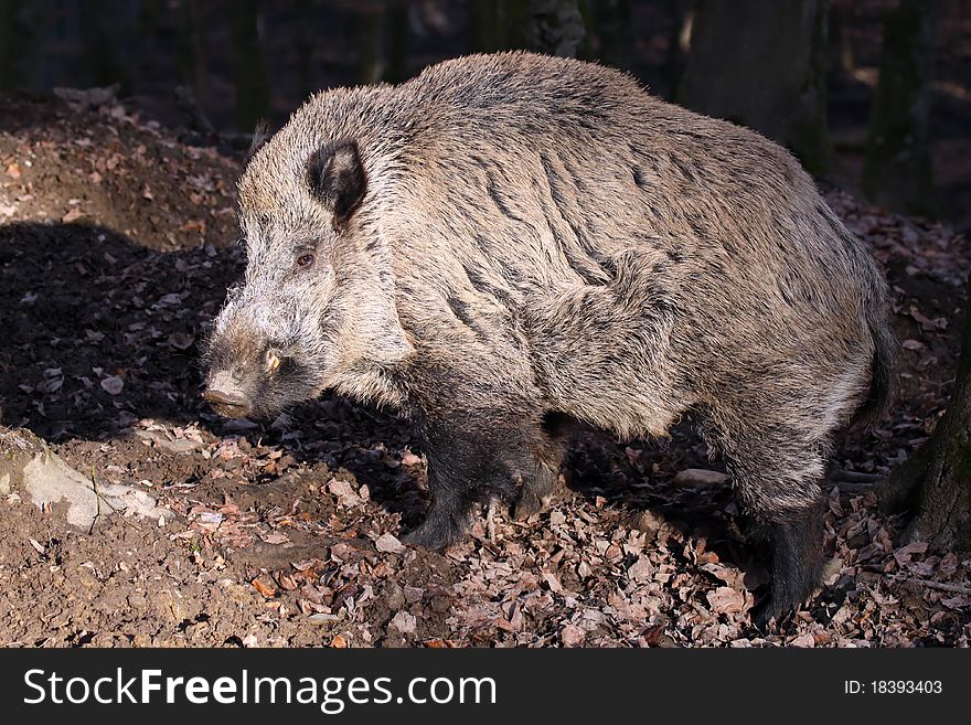 Male wild boar (Sus scrofa) in the forest in South Germany