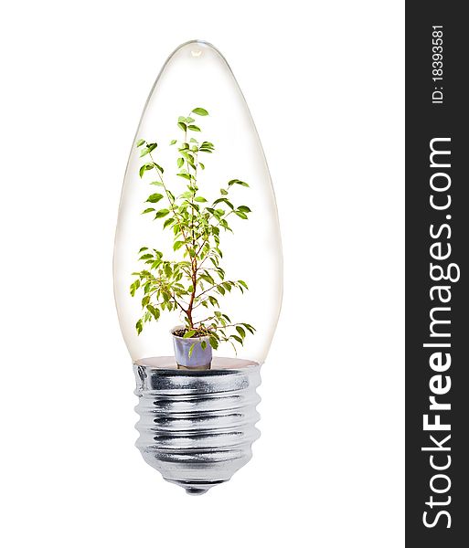 Small Green Tree In Bulb On White