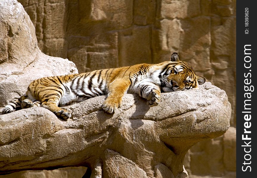 Tiger sleeping on the big stone. Tiger sleeping on the big stone