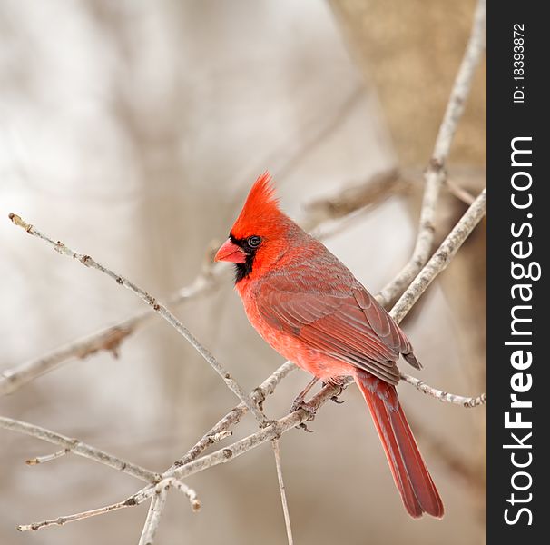 Male northern cardinal, Cardinalis cardinalis, perched on a tree branch