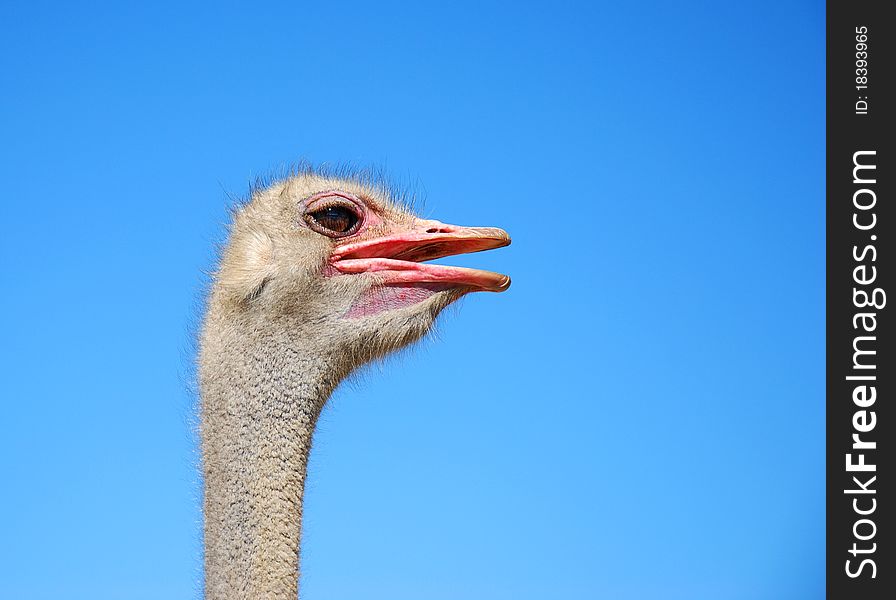 Portrait view of wild ostrich. Portrait view of wild ostrich